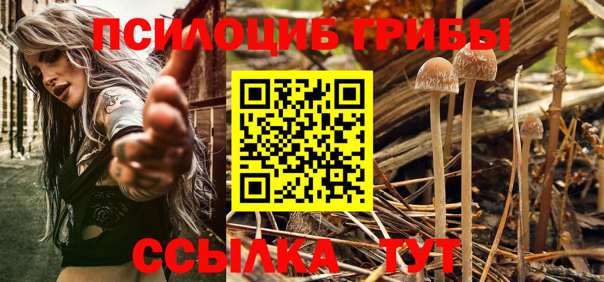 Галлюциногенные грибы Cubensis  Вход с VPN  Елабуга 